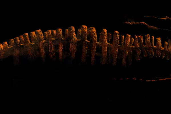 Tableau d'un squelette de dragon orange sur fond noir