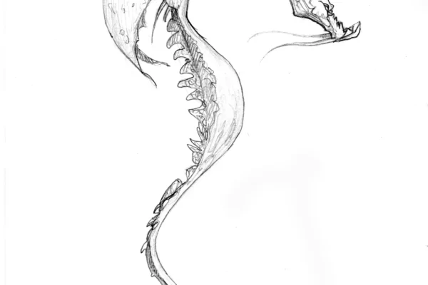 Dessin au crayon noir d'un dragon stylisé