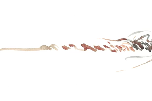 aquarelle d'un dragon stylisé